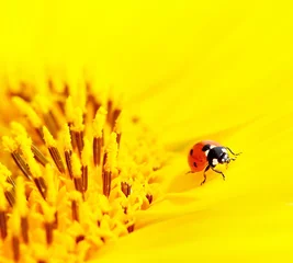 Poster Lieveheersbeestje zittend op een zonnebloem © Ovidiu Iordachi