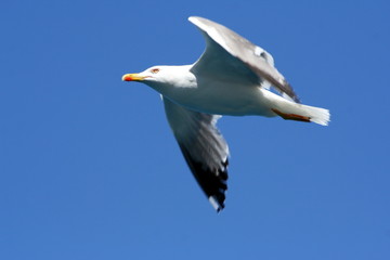 gabbiano in volo nel cielo blu