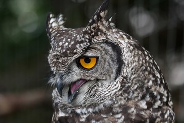 Eagle Owl Portrait