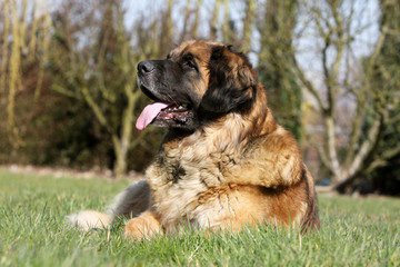leonberg adulte allongé dans le jardin regardant en l'air