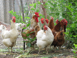 Group of hens with rooster on the farm yard