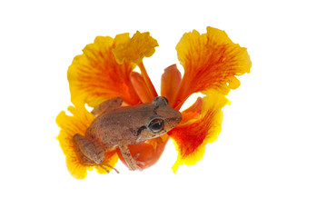Naklejka premium Frog on a flower