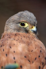 Rock Kestrel Bird