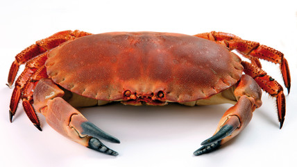 Crab isolated on white