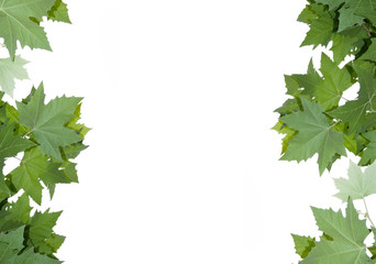 Fototapeta premium Frame from maple leaves.