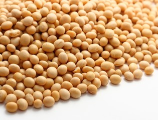 Soybean