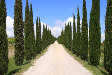 Zypressen Allee, Wanderweg, Toskana, Italien