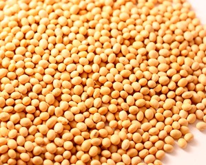 Soybean