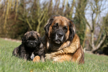 leonberg adulte allongé près de son petit chiot dans le jardin