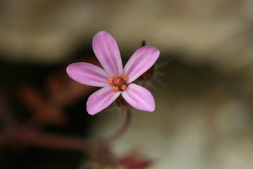 petite fleur mauve