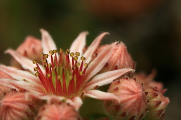 fleur ou couronne