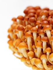 Enoki mushroom