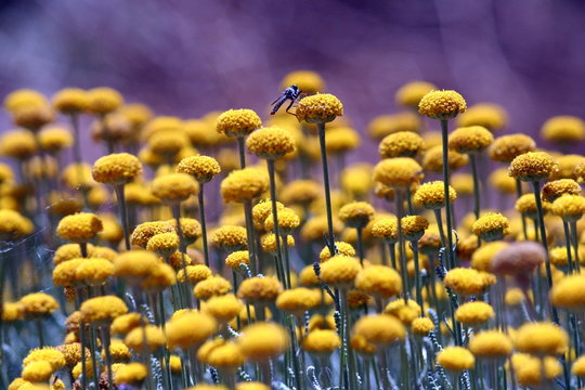 capolini di margherite con tafano
