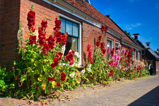 Alcea rosea flowers standing against houses