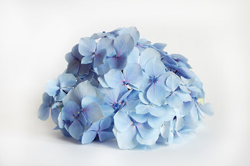 hortensias - flowers background