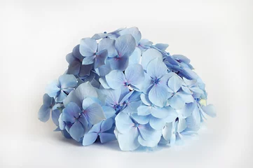 Crédence de cuisine en verre imprimé Hortensia hortensias - flowers background