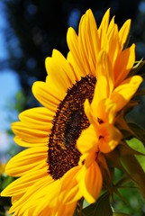 Yellow sunflower