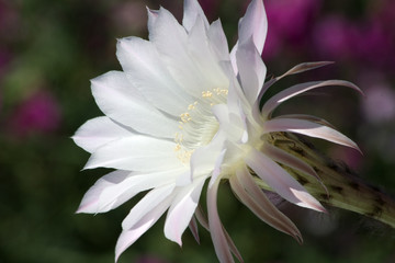 Fototapeta premium kaktusblüte