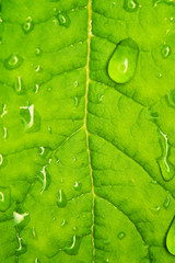 Green leaf texture with water drops on it....