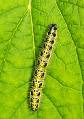 Caterpillar sleeping on a green leaf....