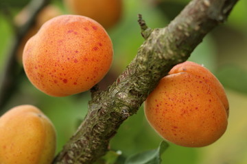 abricots