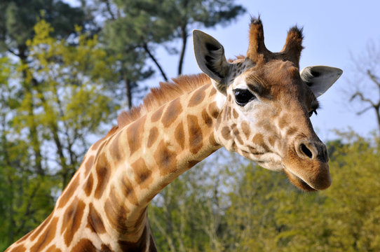Portrait d'une girafe Camelopardalis