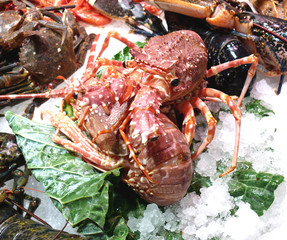 Lobster