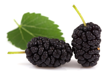 Mulberries isolated