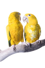 Conure, Queen Bovaria, isolated on white