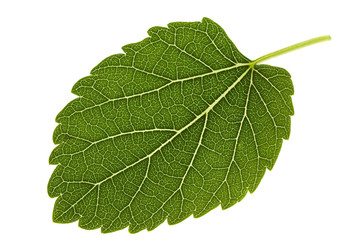 Mulberry leaf