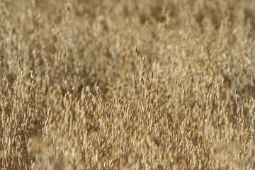 campo di avena sativa