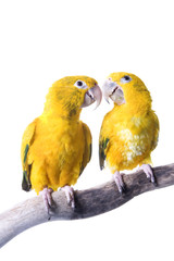 Conure, Queen Bovaria, isolated on white