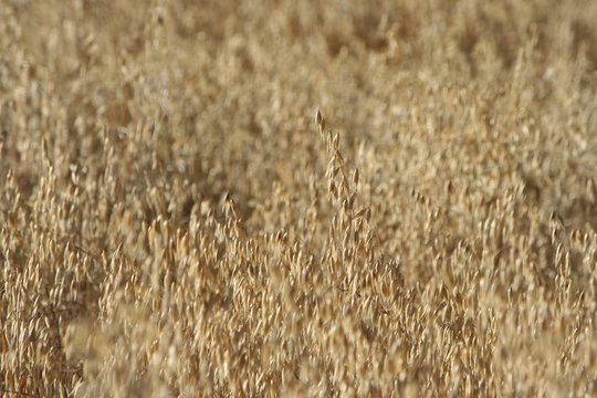 campo di avena sativa