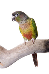 Conure, Green Cheeked, Yellow Sided, isolated on white