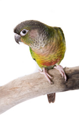 Conure, Green Cheeked, Yellow Sided, isolated on white