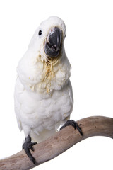 Cockatoo, Umbrella, baby, isolated on white