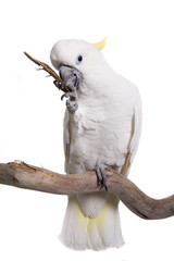 Cockatoo, Trition, isolated on white