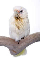 Cockatoo, Bare Eyed, baby, isolated on white