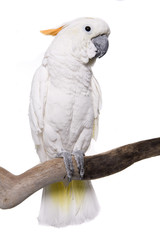Obraz premium Cockatoo, half Citron half Umbrella, isolated on white