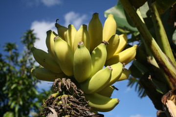 Regime de banane, Chapada Diamantina, Bahia