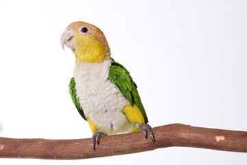Caique, White Bellied, isolated on white