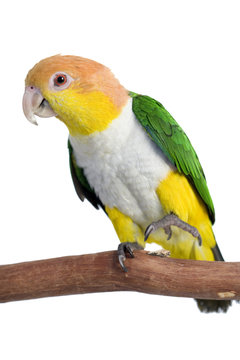 Caique, White Bellied, isolated on white