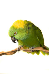 Amazon, Yellow Naped, isolated on white