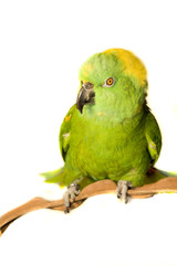 Amazon, Yellow Naped, isolated on white
