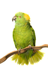 Amazon, Yellow Naped, isolated on white