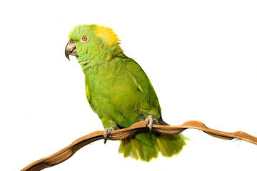 Amazon, Yellow Naped, isolated on white
