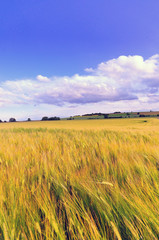 Fototapeta premium A field on the heights of the swabian alb in late summer
