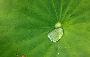 dértail de goutte d'eau sur feuille de lotus nebula