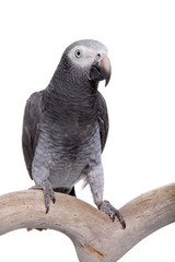 African Grey, Timneh, isolated on white