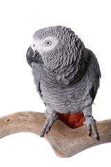 African Grey, Congo, isolated on white